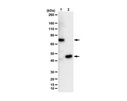 FtsZ (GTPase), Rabbit anti-Bacteria, Polyclonal, Millipore Sigma:Antibodies:Primary
